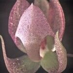 Dichaea panamensis Blomst
