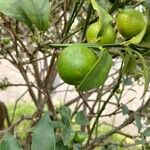 Citrus japonica Frucht