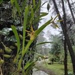 Prosthechea pastoris Leaf