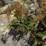 Brassica insularis Habit