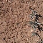 Helianthus ciliaris Blad