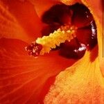 Hibiscus tiliaceus Flor