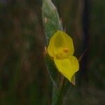 Philydrum lanuginosum Flower