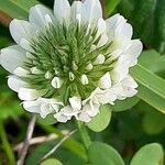 Trifolium nigrescens Blomst