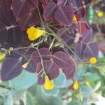 Oxalis hedysaroides Цветок