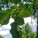 Ulmus macrocarpa Blatt