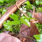 Maianthemum bifoliumCasca