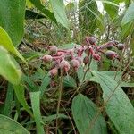 Melastoma malabathricum Fruit