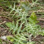 Galactites duriaei Libunga