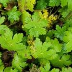 Geranium aculeolatum Leaf