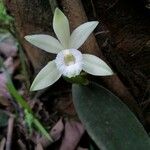 Vanilla hartii Flor