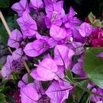 Bougainvillea spectabilis Blüte