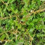 Oxygonum sinuatum অভ্যাস