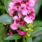 Angelonia angustifolia Blüte