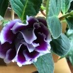 Gloxinia × donkelaariana Flower