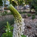 Lupinus albus Blomst