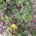 Gaultheria mucronata Hábito