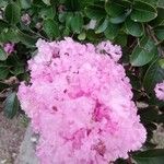 Lagerstroemia indicaFlower