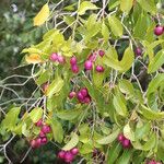 Syzygium guineense Fruto
