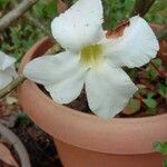 Adenium obesumŽiedas