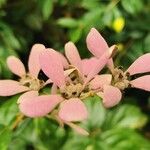 Congea tomentosa Flower