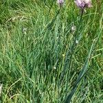 Allium schoenoprasum Hábito