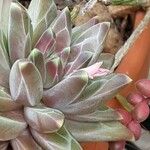 Pachyphytum compactum Kwiat