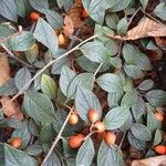 Cotoneaster franchetii Leaf