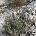 Satureja cuneifolia Habit