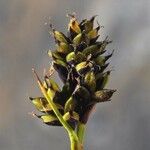 Carex norvegica Fruit