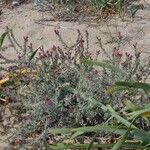 Echium angustifolium Цвят