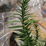 Araucaria angustifolia Hoja