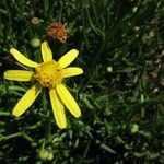 Senecio madagascariensis Floare