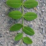 Vicia dumetorum Leaf