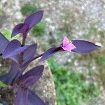 Tradescantia pallidaLorea