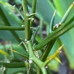 Koeberlinia spinosa Leaf