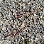 Bothriochloa ischaemum Flower