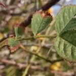 Rosa corymbifera Hoja