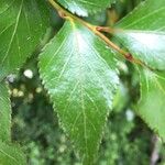 Nothofagus nitida Leaf