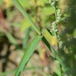 Digitaria ischaemum Bark