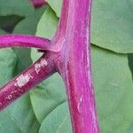 Phytolacca americana Bark