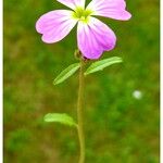 Malcolmia maritima Bloem