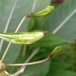 Impatiens glandulifera Frukt