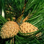 Pinus nigra Fruit