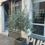 Olea europaea Συνήθη χαρακτηριστικά