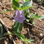 Ruellia prostrata Flower