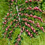 Cotoneaster nan-shan പുഷ്പം