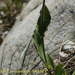Hieracium lactucifolium Hoja