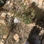 Ptilostemon hispanicus Leaf