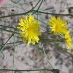 Launaea nudicaulis